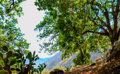 natura gallery 776x480