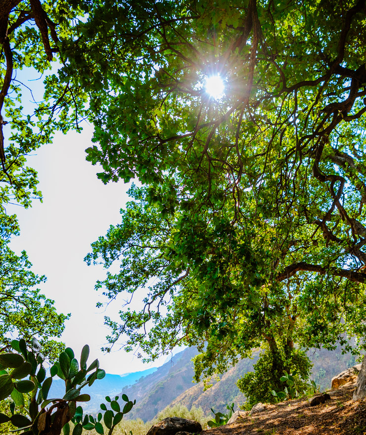natura verticale 740x880